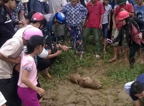 Bi nhiem thuoc diet co, mat be con giong tre so sinh hinh anh