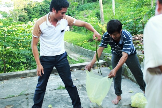 rắn lục đuôi đỏ là loài rắn độc đặc biệt nhất trong họ hàng nhà rắn lục - ảnh: Phạm Hòa