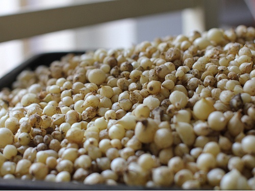 Củ nén đang bị đẩy giá kỷ lục vì rắn lục đuôi đỏ