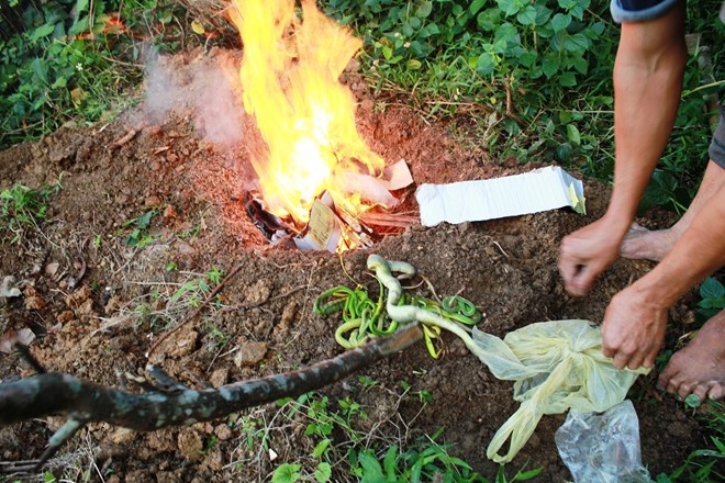 Nên tiêu hủy xác rắn sạch sẽ tránh ô nhiễm môi trường