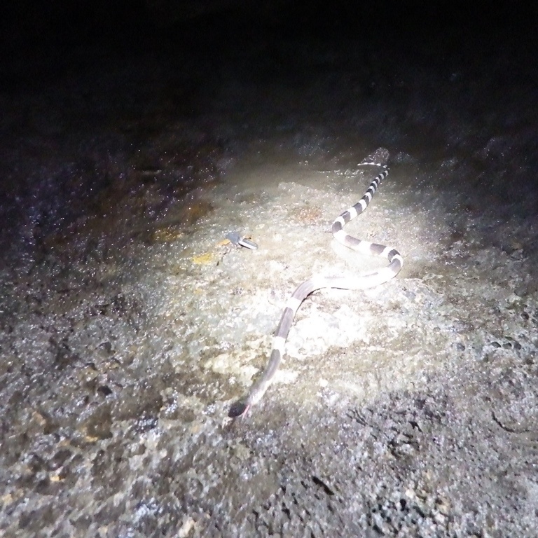 Phát hiện rấn Cạp nia trong hang C7