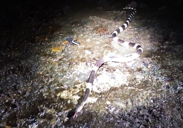 Kham pha he thong hang dong nui lua dai nhat Dong Nam A hinh anh