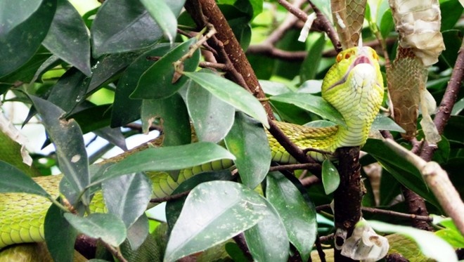 Ran luc duoi do bi cat roi dau van co the phong noc doc hinh anh