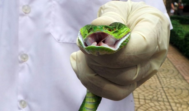 Loai ran doc pho bien o phia Nam gia tang, nhieu nguoi nhap vien hinh anh