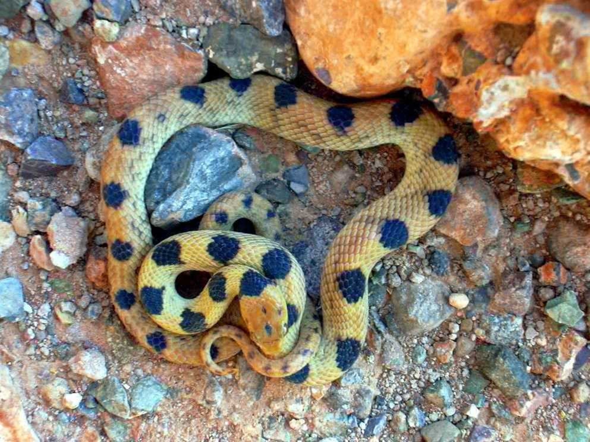 9 cong viec ky la den kho tin tren the gioi hinh anh