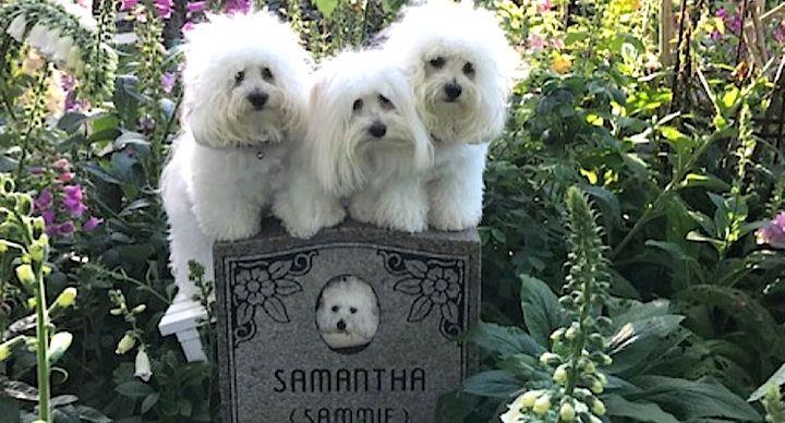 Mèo nhân bản vô tính Trung Quốc ảnh 2 Meo nhan ban vo tinh Trung Quoc anh 2