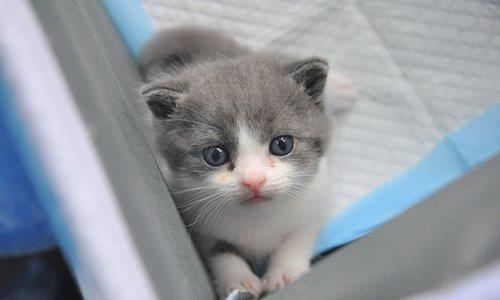 Dich vu 'photocopy' thu cung vua trinh lang con meo dau tien hinh anh