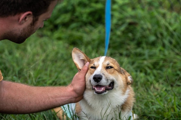 Nuoi cho giup keo dai tuoi tho con nguoi hinh anh