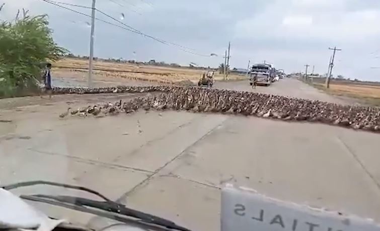 Hang tram con vit bang qua duong can tro giao thong hinh anh