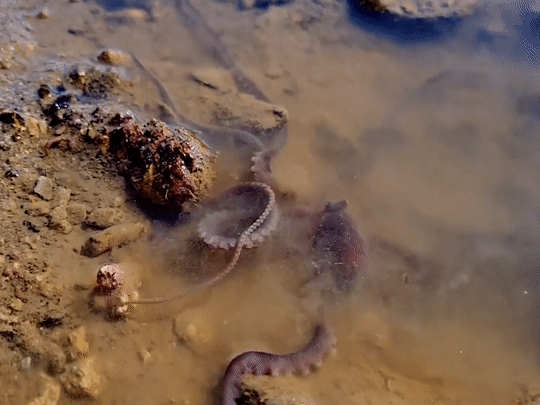 Bach tuoc co xuc tu dai quy hiem hinh anh