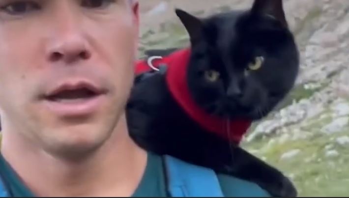 Chu meo leo nui khap noi cung chu hinh anh