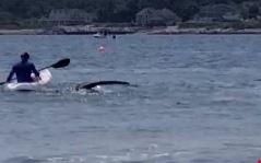 Ca map xuat hien sat ben nguoi cheo thuyen kayak hinh anh