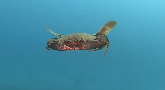 Cach cua boi duoi dai duong hinh anh