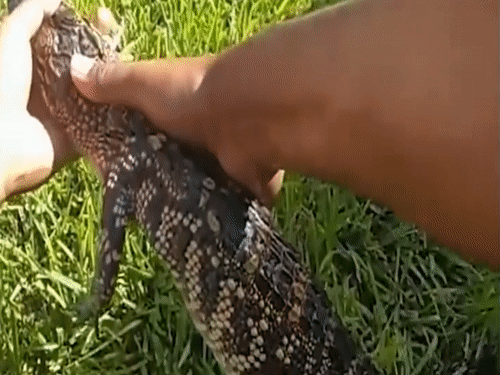 Phat hien ca sau trong bon tam o My hinh anh