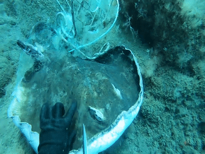 Tho lan cat day luoi cuu ca duoi hinh anh