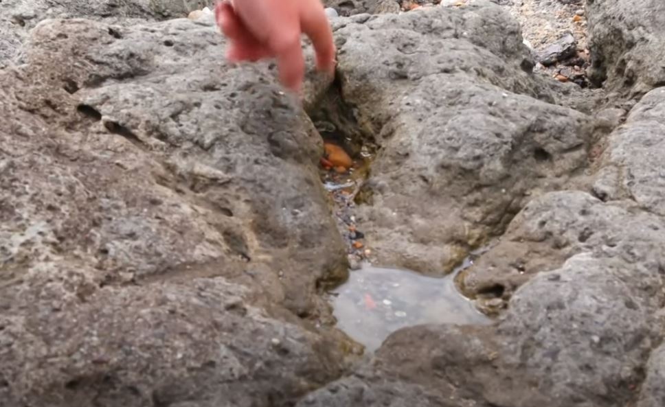 Phat hien dau chan khung long 100 trieu nam tuoi o Anh hinh anh