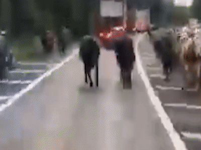 Dan bo lao xuong duong khien cao toc un dai tai Anh hinh anh