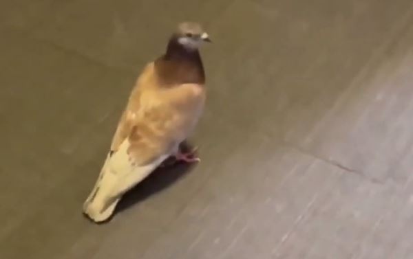 Chuyen bay o My tre 1 tieng vi con chim bo cau hinh anh