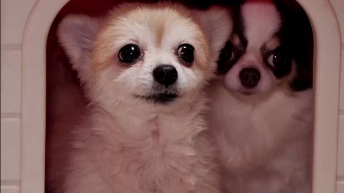 Thu cung se co tu cach phap ly, duoc bao ve nhu con nguoi o Han Quoc hinh anh