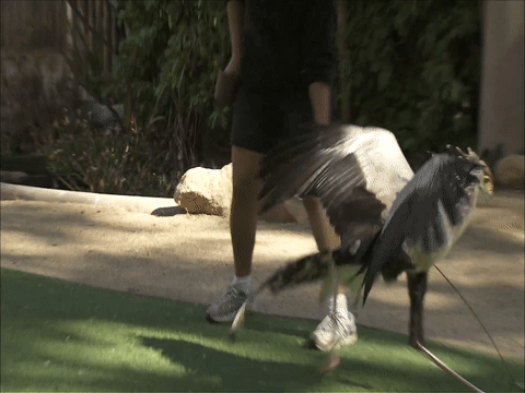 Chim an thit cao nhat the gioi tai vuon thu San Diego hinh anh