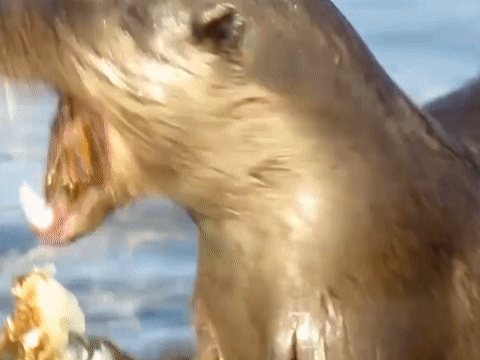 Khoanh khac rai ca bien an mot con cua o Scotland hinh anh