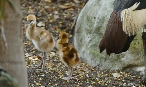 Nhung chu seu vuong mien tap dung bang 1 chan hinh anh