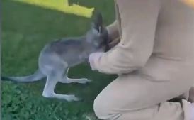 Chuot tui con nghi nguoi dan ong la me minh hinh anh