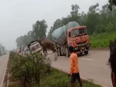 Voi tan cong xe tai o An Do hinh anh