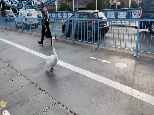 Con thien nga mot minh di bo qua Cau Thap London hinh anh