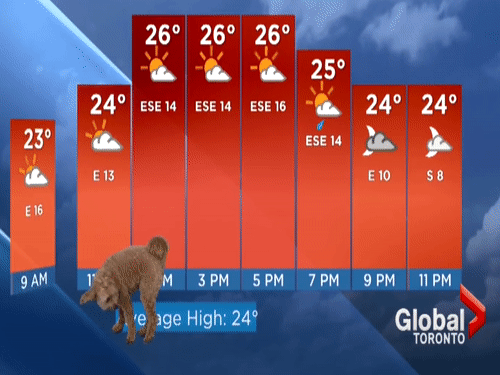 Chu cho xuat hien trong chuong trinh truyen hinh dang phat truc tiep hinh anh