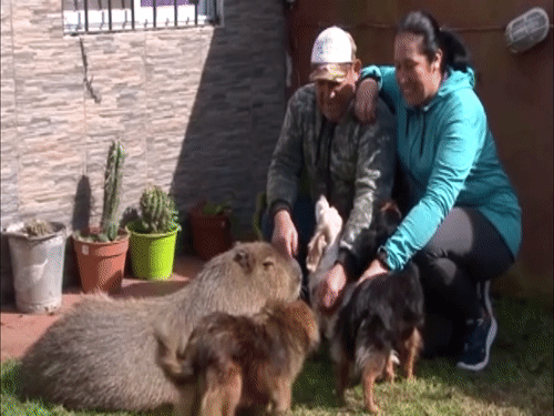 Nuoi chuot lang khong lo nhu thu cung hinh anh