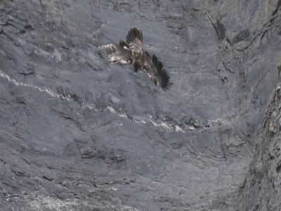 Ken ken rau quy hiem tha roi tu do o day Alps hinh anh