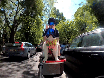 Con meo thich ngoi tu ro xe dap dao quanh London hinh anh