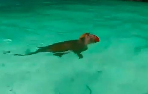 Nhung con khi boi loi kiem an o Philippines hinh anh