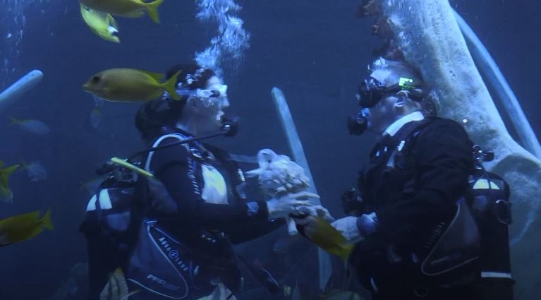 To chuc dam cuoi duoi nuoc bao quanh la ca map hinh anh