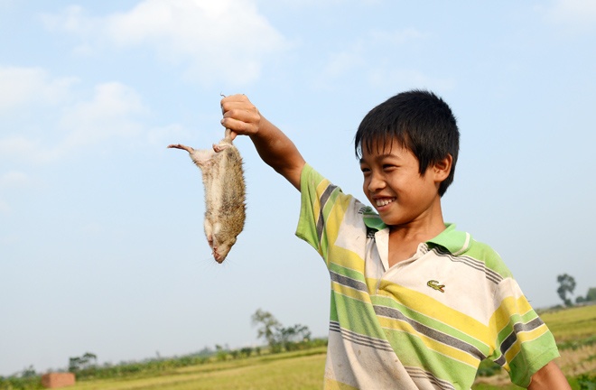 Tieu doi chuyen san bat chuot lam thit o Ha Noi hinh anh