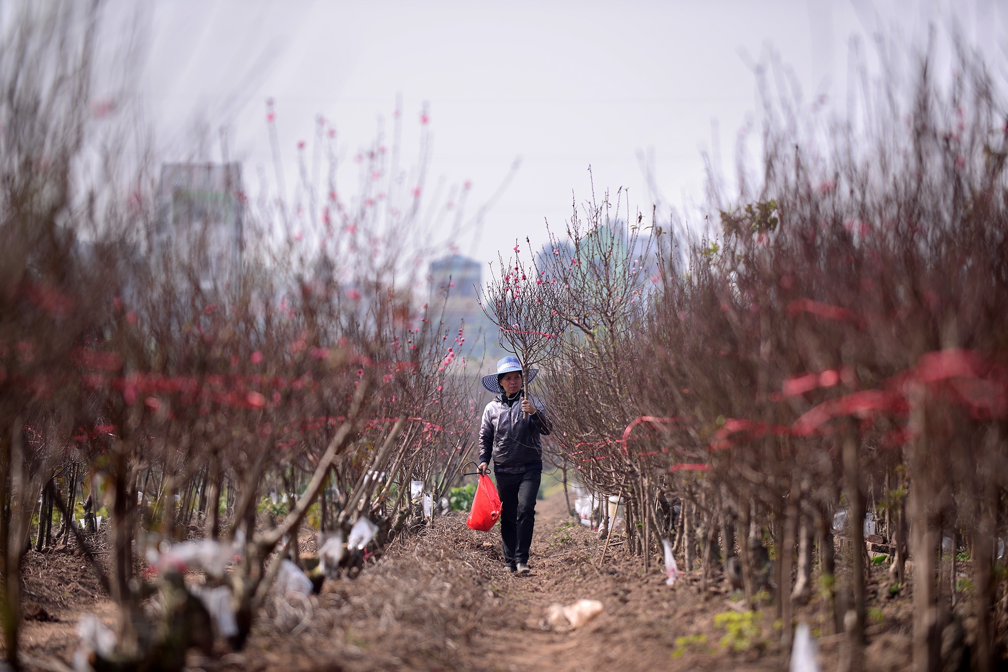 Xuan dang ve o lang dao lon nhat thu do hinh anh