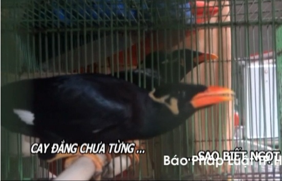 Clip nghe chim nhong doc tho o Vung Tau hinh anh