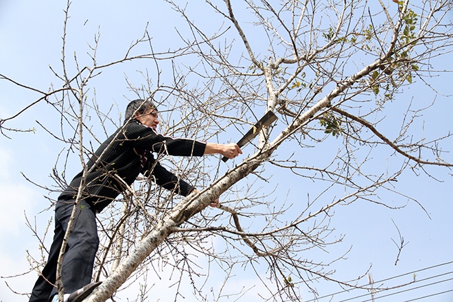 Dao rung gia re ngap quoc lo cho khach Ha Noi hinh anh