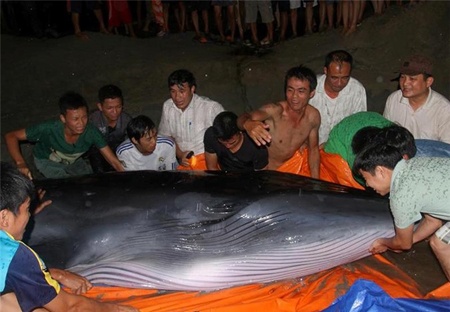 Ca tram nguoi re nuoc dua ca voi nang 2 tan ve toi bien hinh anh