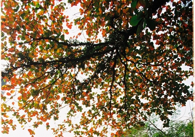 Ngam Ha Noi dep nhu tranh trong mua la bang do ruc hinh anh