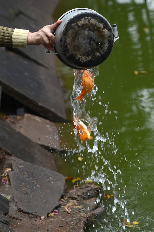 Có người thả cá bằng xoong