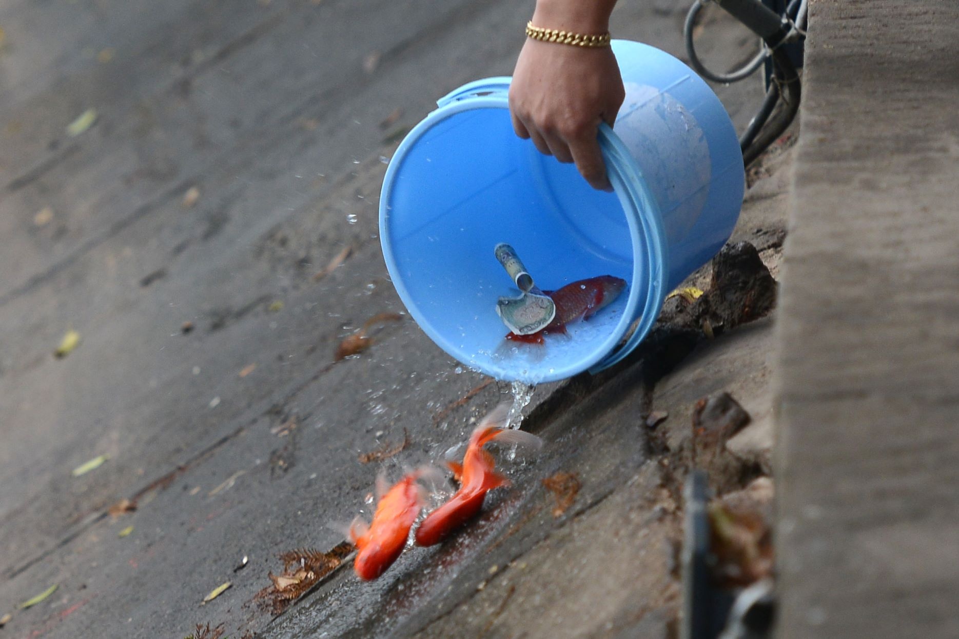 Thậm chí nhiều người còn cho cả tiền lẻ thả cùng với cá