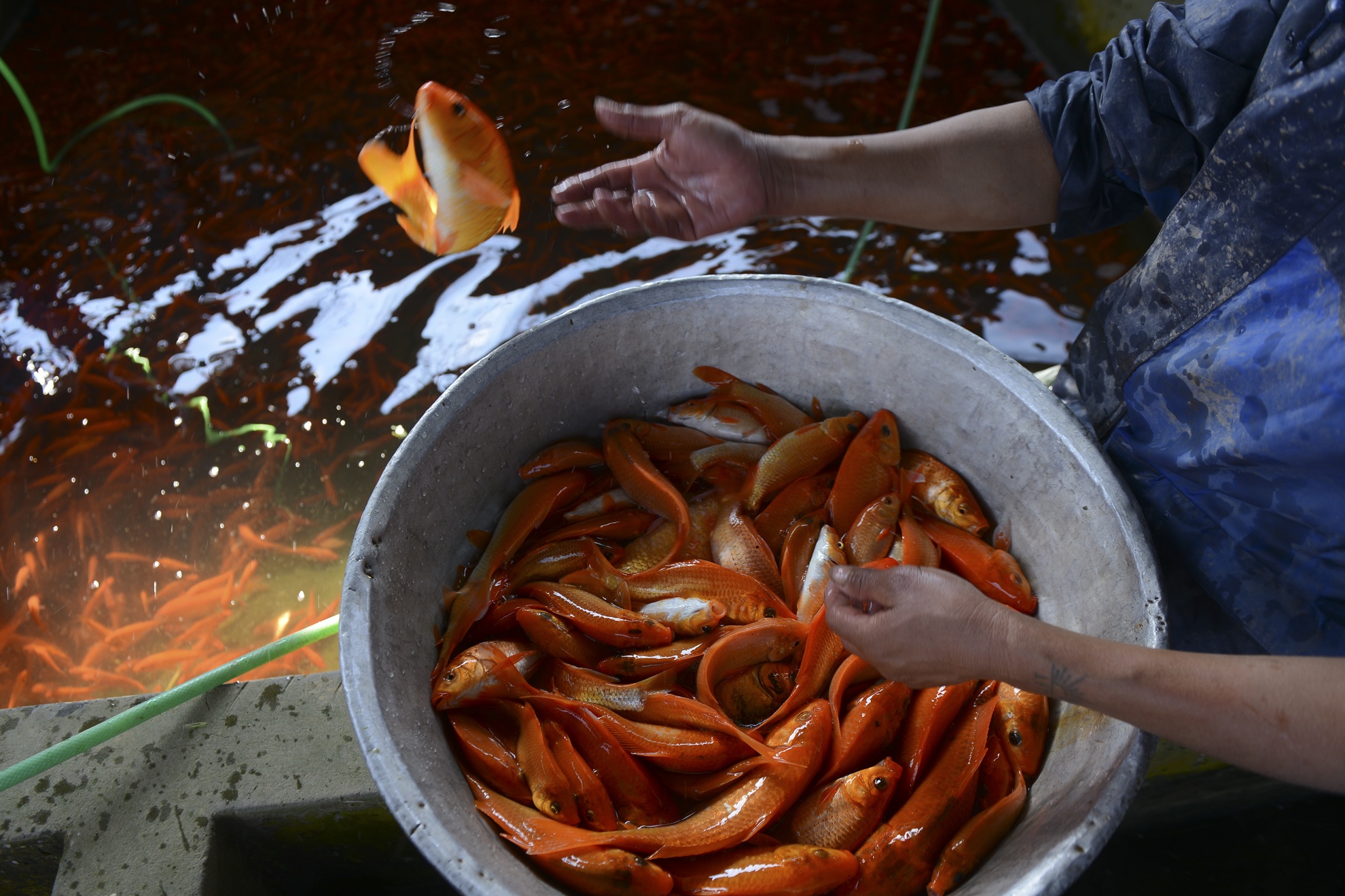 Bat ca chep do chuan bi cung Tao quan hinh anh