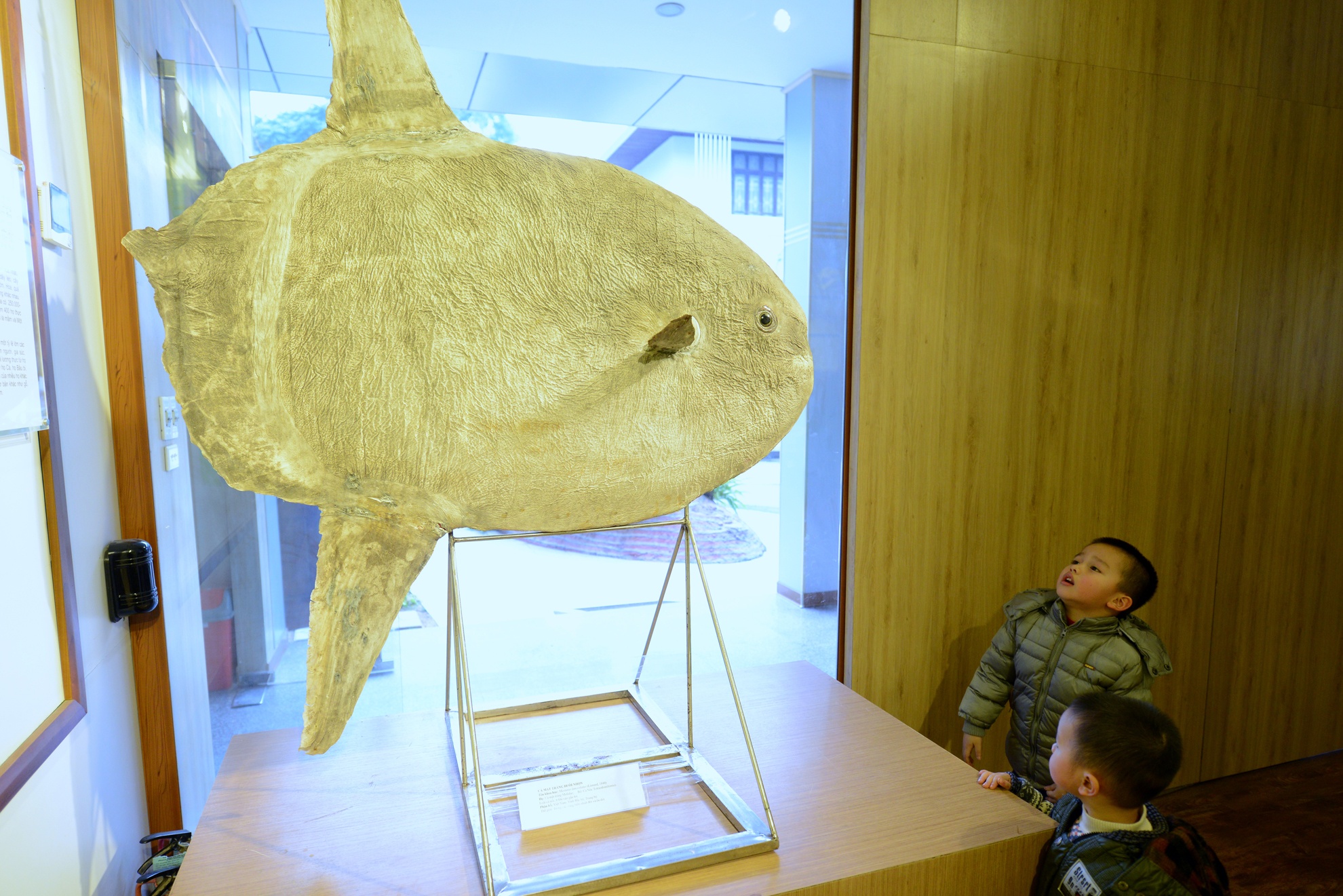 Ben trong Bao tang Thien nhien dau tien tai Viet Nam hinh anh