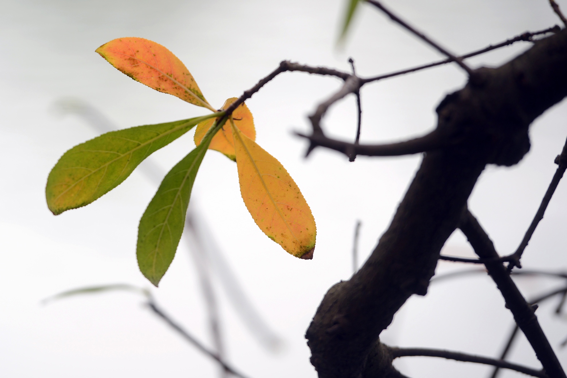 Mua loc vung thay la anh 8