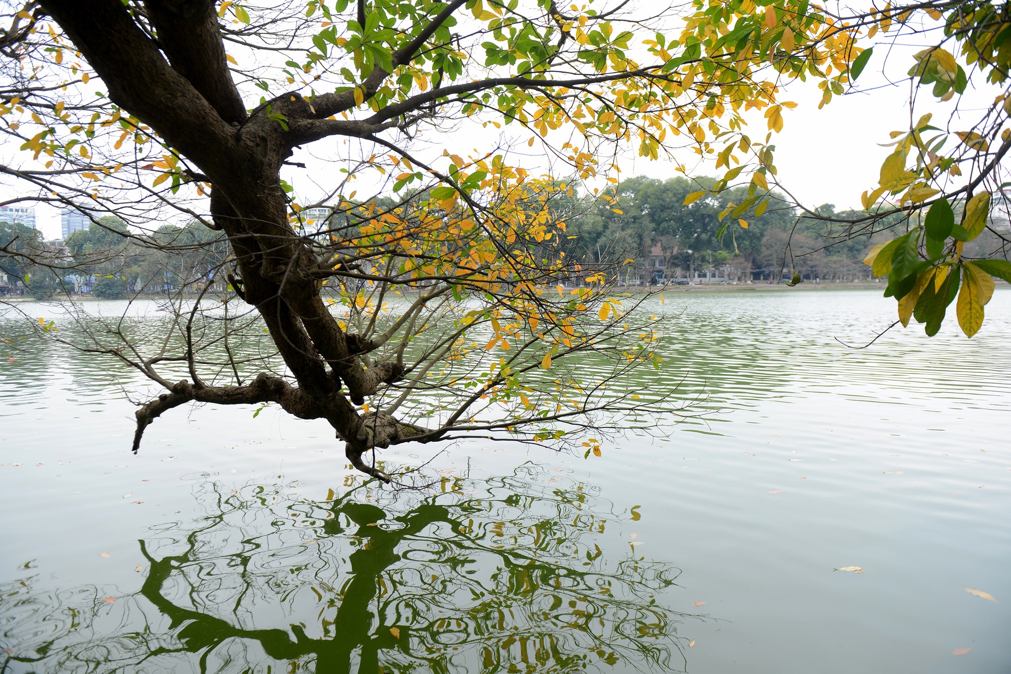 Mua loc vung thay la anh 6