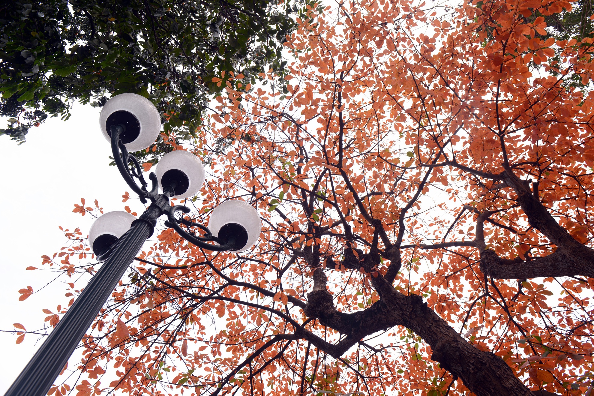 Mua loc vung thay la anh 2