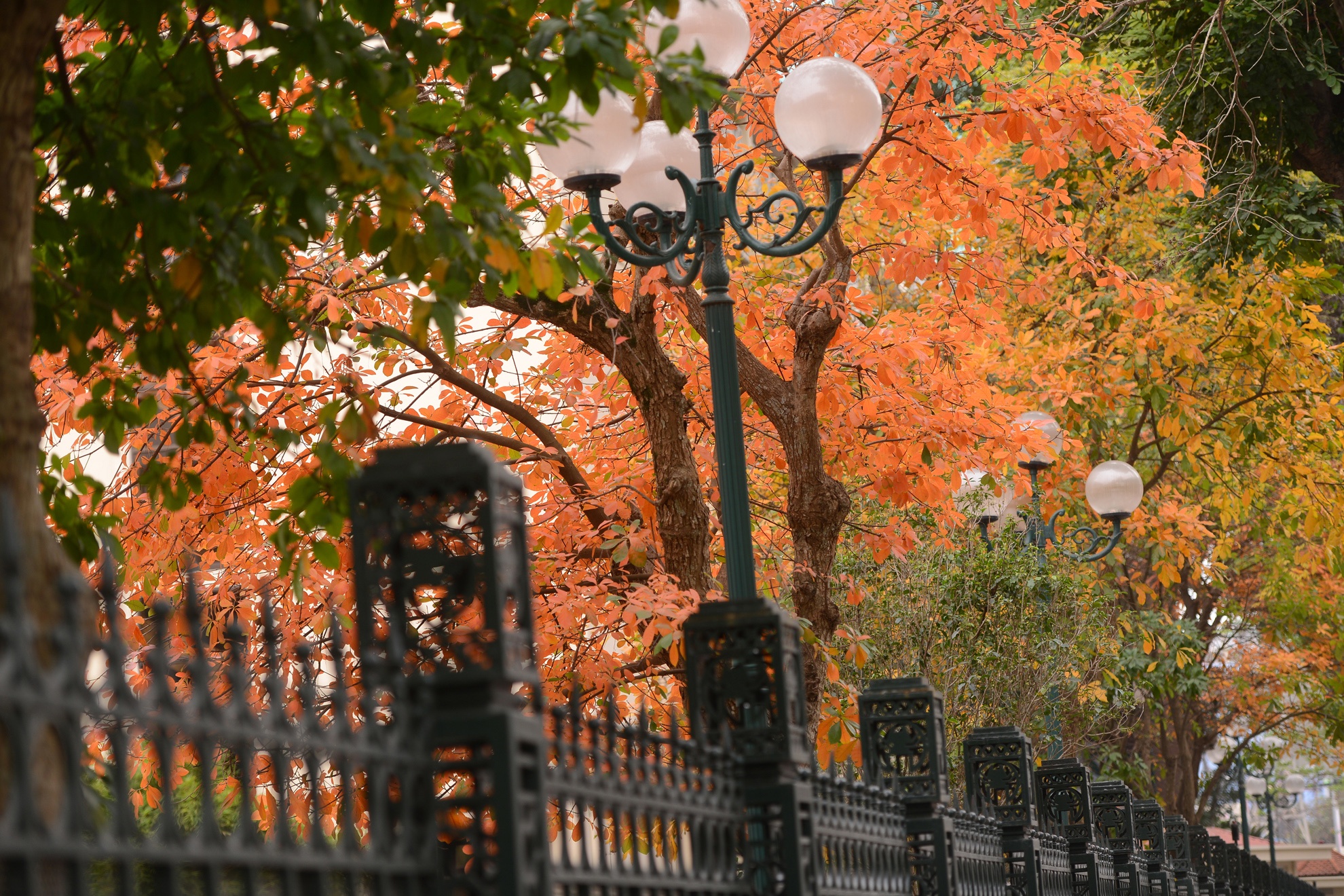 Loc vung thay la vang ruc pho phuong Ha Noi hinh anh