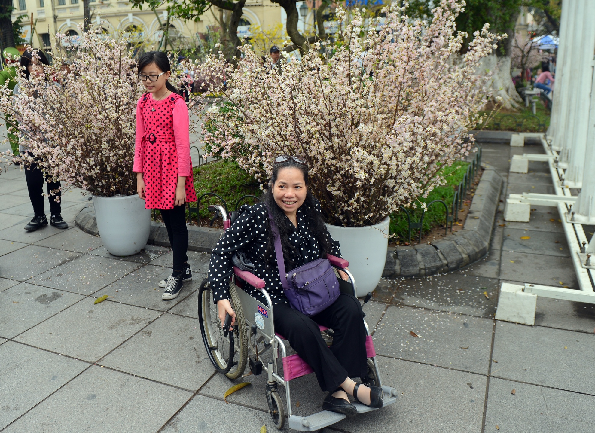 Hoa anh dao Nhat Ban anh 8